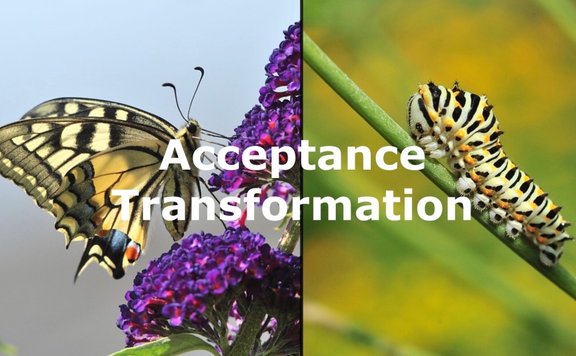 Balancing Acceptance and Not Giving Up – Day 240 of 365 Days to a Better You