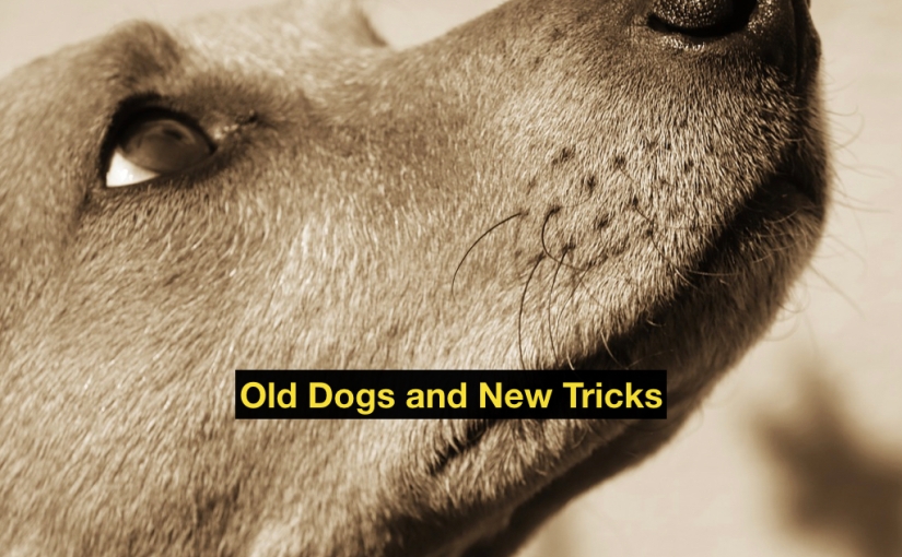 Old Dog, New Tricks – Day 339 of 365 Days to a Better You